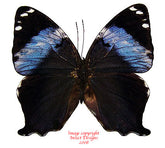 Prothoe francki uniformis (Malaysia)